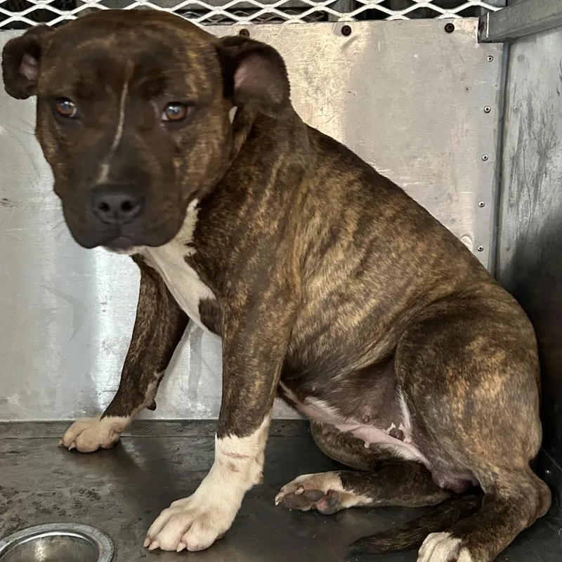 A young medium-sized female Brindle Pit Bull Terrier dog named Sandy for adoption in Birmingham, AL