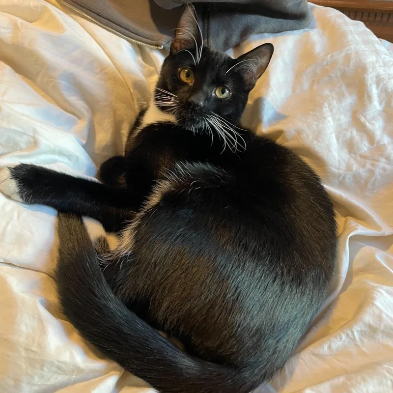 A young medium-sized male Black Domestic Short Hair cat named Honey Bunches Of Oats for adoption in New York, NY