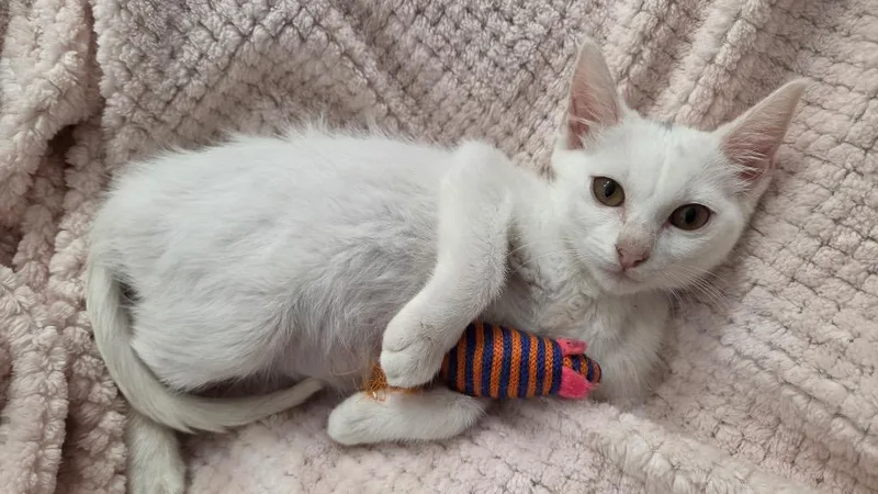 A baby medium-sized female Domestic Short Hair cat named Alice for adoption in San Antonio, TX