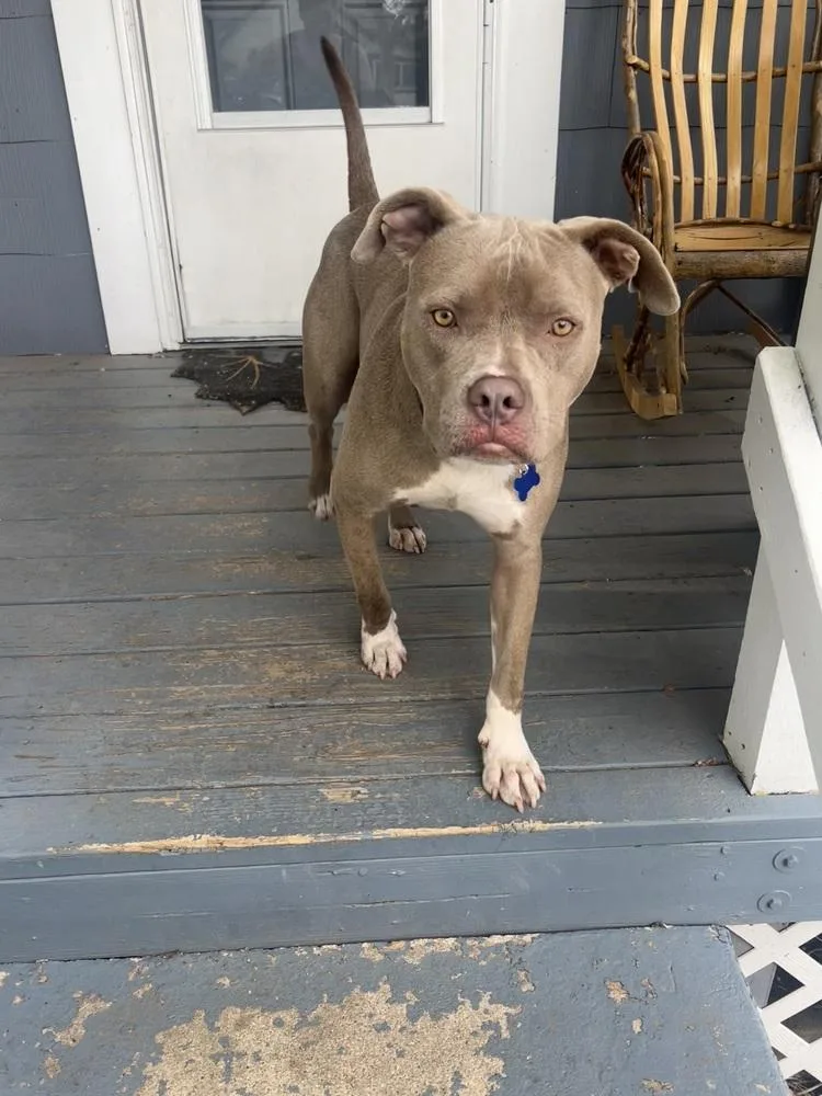 An adult large-sized male Gray / Blue / Silver American Staffordshire Terrier dog named Salem for adoption in Colorado Springs, CO
