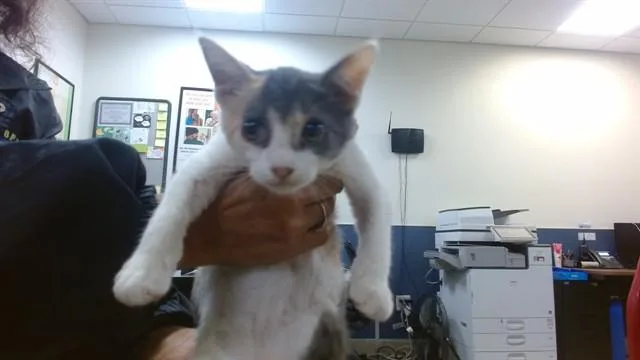 A baby small-sized female Domestic Short Hair cat named Marina for adoption in Miami, FL