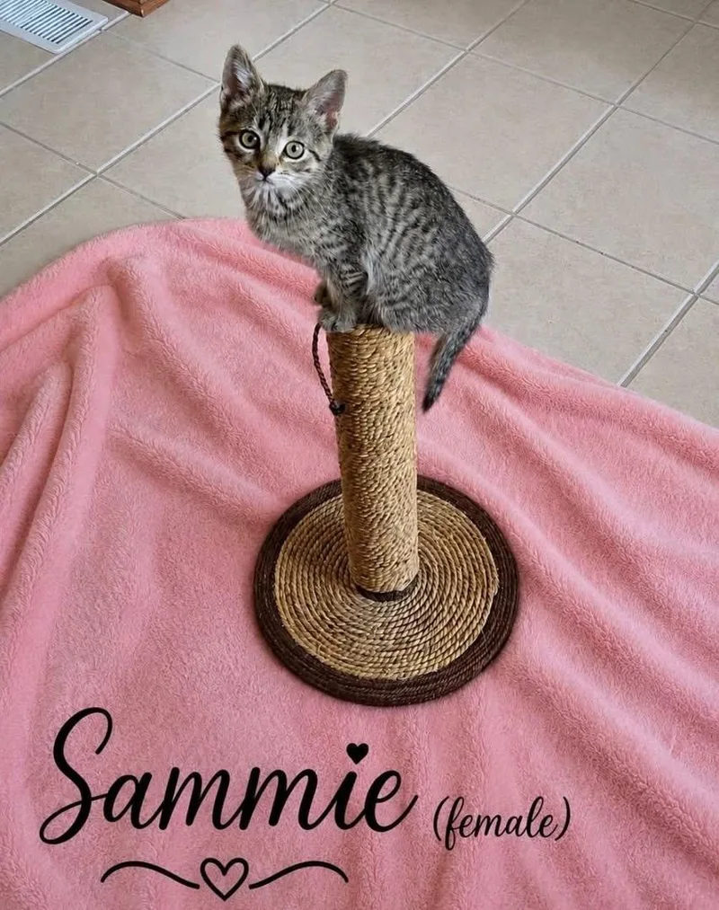 A baby small-sized female Tabby (Brown / Chocolate) Domestic Short Hair cat named Sammie for adoption in Elyria, OH