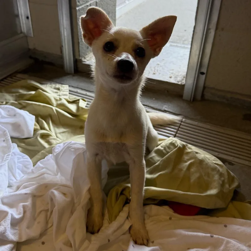 A baby small-sized female White / Cream Terrier dog named Marsha for adoption in Newark, DE