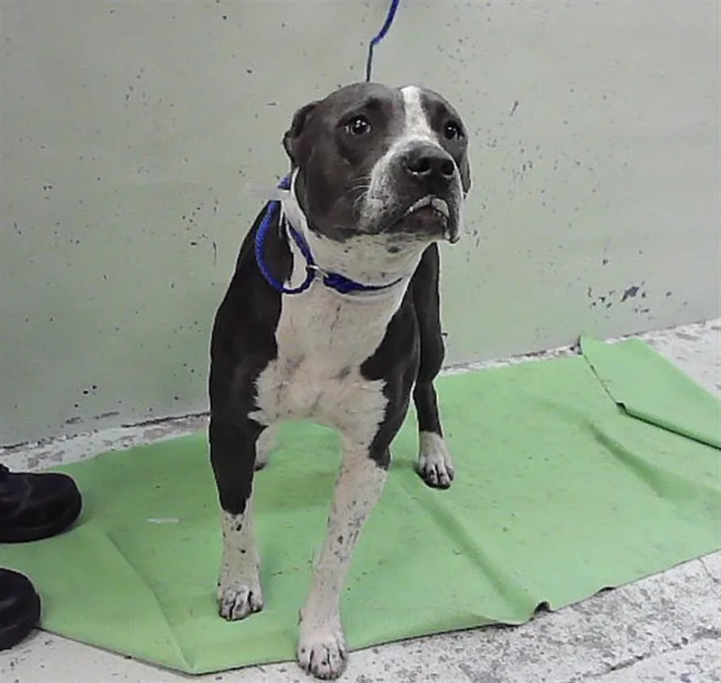 A young large-sized female Staffordshire Bull Terrier dog named Lucy for adoption in Houston, TX