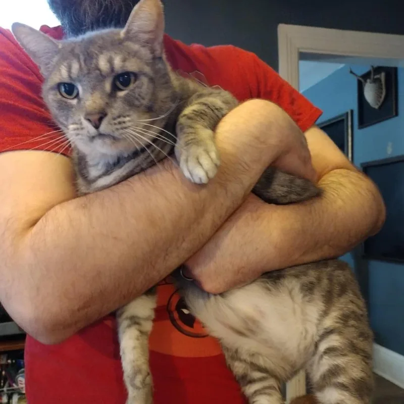 A senior large-sized male Gray / Blue / Silver Domestic Short Hair cat named Reynold for adoption in Winchester, VA
