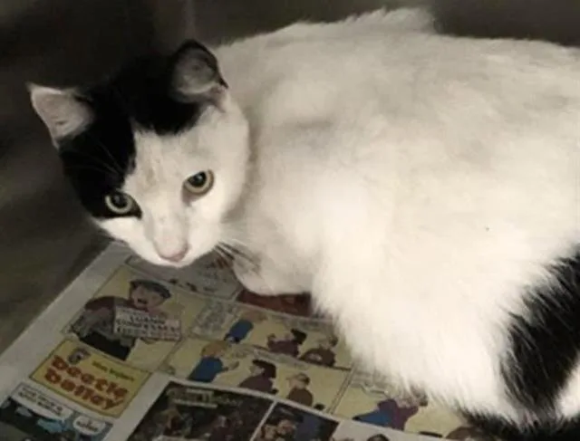 A young medium-sized female Domestic Short Hair cat named Helena for adoption in Houston, TX
