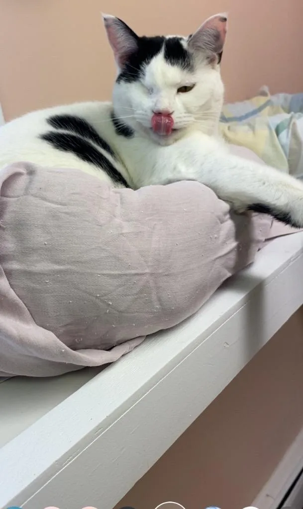 An adult medium-sized female Domestic Short Hair cat named Wendy for adoption in Westfield, NY