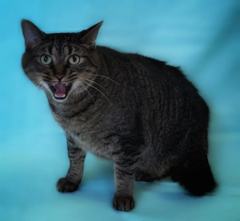 An adult medium-sized male Tabby (Brown / Chocolate) Domestic Short Hair cat named Aiko for adoption in Columbus, NE