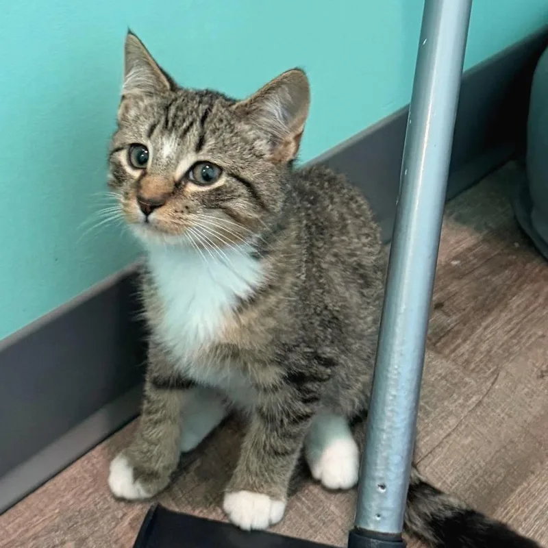 A baby medium-sized male Brown / Chocolate Domestic Short Hair cat named Aleppo for adoption in Falls Church, VA
