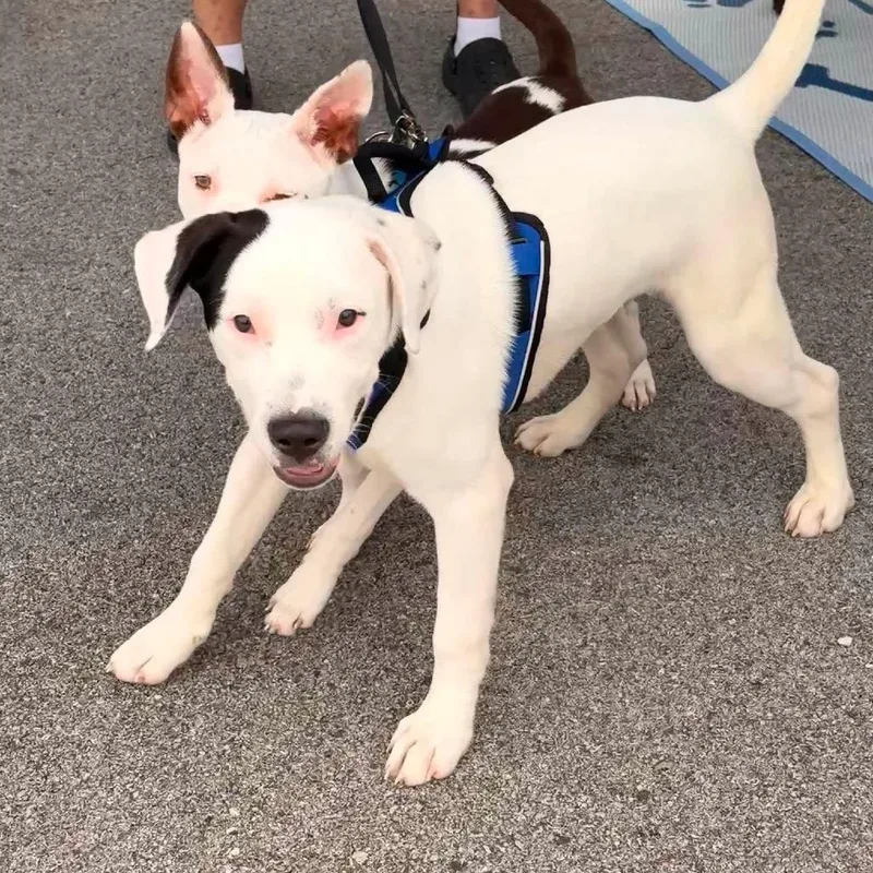 A baby medium-sized male White / Cream Mixed Breed dog named Luca for adoption in Joliet, IL