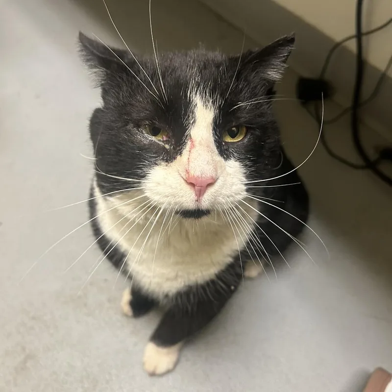 Okiedokie Artichokie