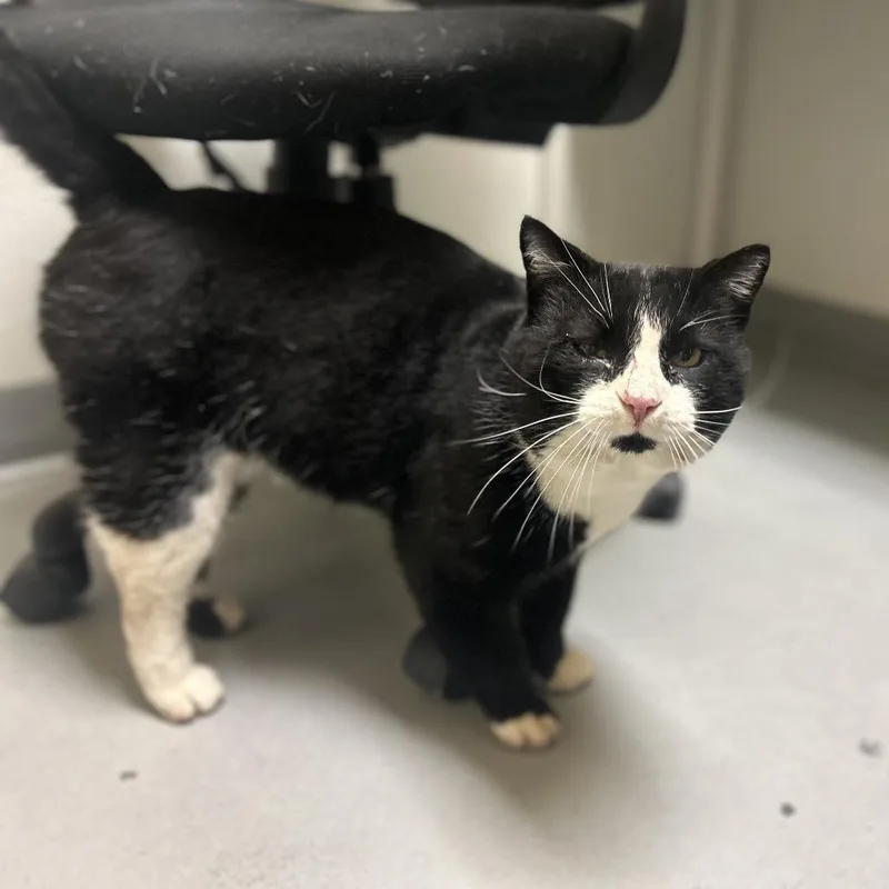 Okiedokie Artichokie thumbnail 2