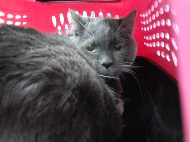 A senior large-sized male Domestic Short Hair cat named Stewie for adoption in Omaha, NE