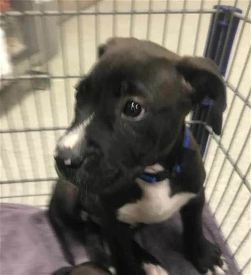 A baby small-sized male Pit Bull Terrier dog named Fixer for adoption in Conroe, TX