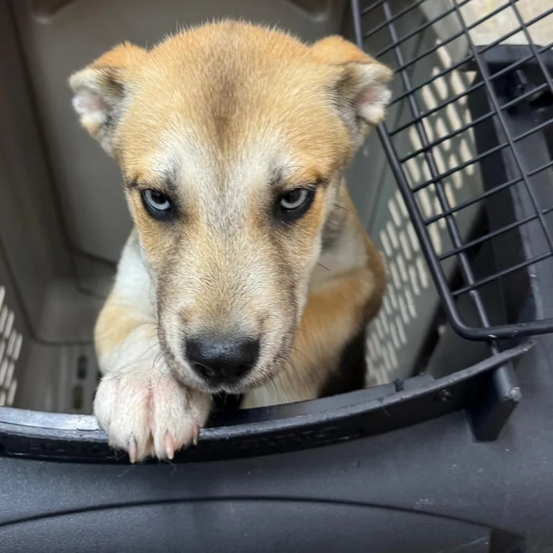 A baby small-sized male Sable Husky dog named Sparky for adoption in Birmingham, AL