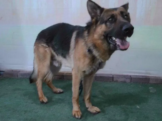 A young extra large-sized male German Shepherd Dog dog named Cola for adoption in Baldwin Park, CA