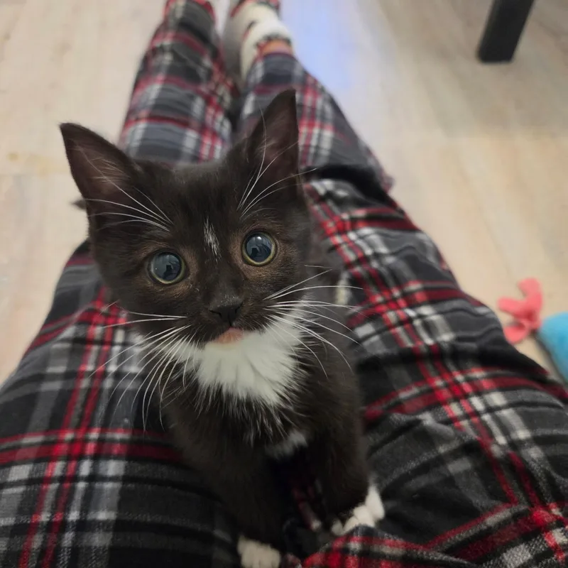 A baby medium-sized female Black & White / Tuxedo Domestic Short Hair cat named Rhiannon for adoption in Moriches, NY