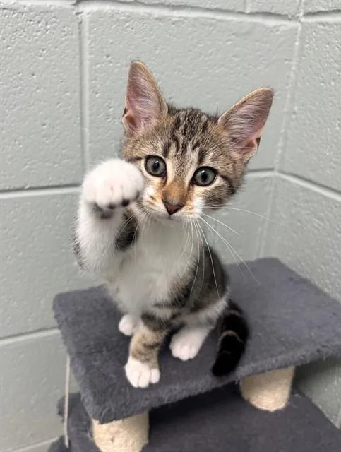 A baby small-sized male Domestic Short Hair cat named Weest for adoption in Geneva, IL