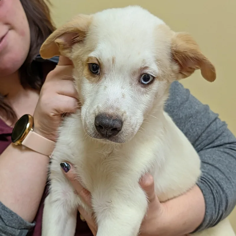 A baby medium-sized male Australian Shepherd dog named Blitz for adoption in Accident, MD