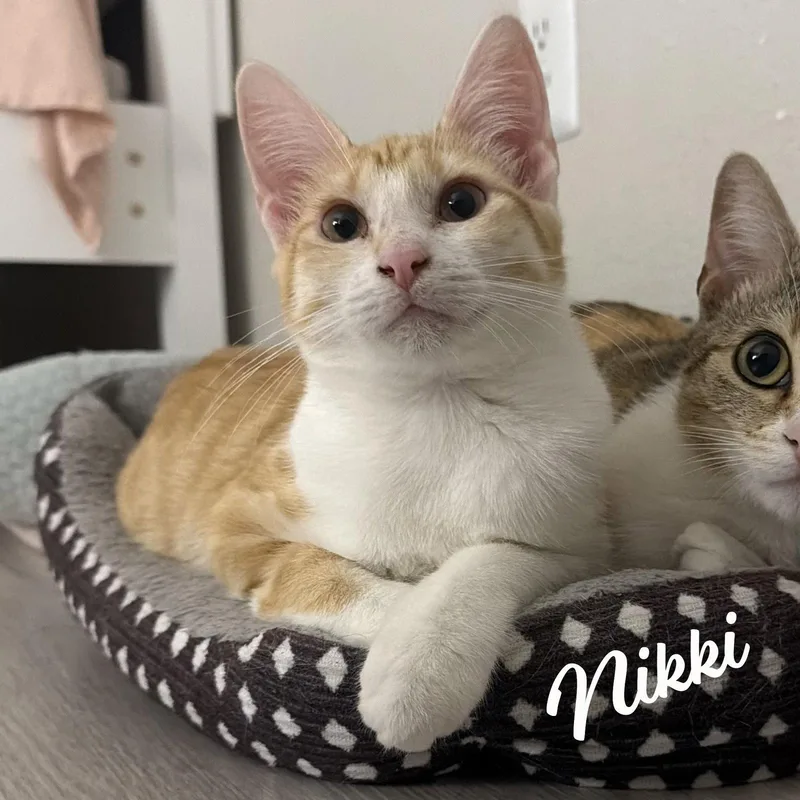 A baby medium-sized female Tabby cat named Nikki sisterofLulu for adoption in Houston, TX