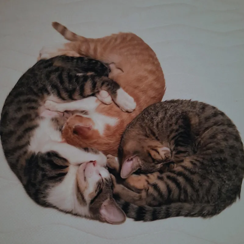 A baby medium-sized female Tabby (Orange / Red) Domestic Short Hair cat named Little Princess for adoption in Lynchburg, VA