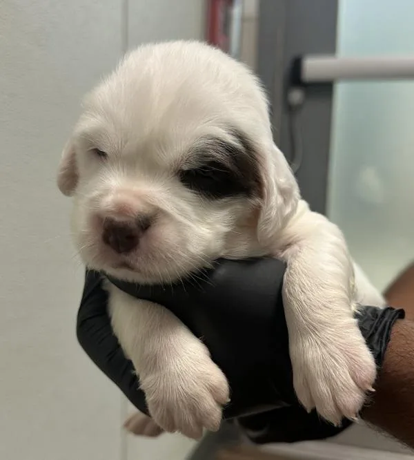 A baby small-sized female Shar-Pei dog named Tilly for adoption in El Cajon, CA