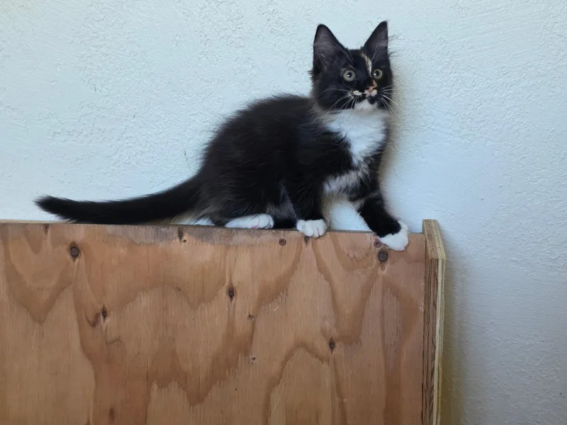 A baby medium-sized female Domestic Long Hair cat named Phoenix for adoption in Davis, CA