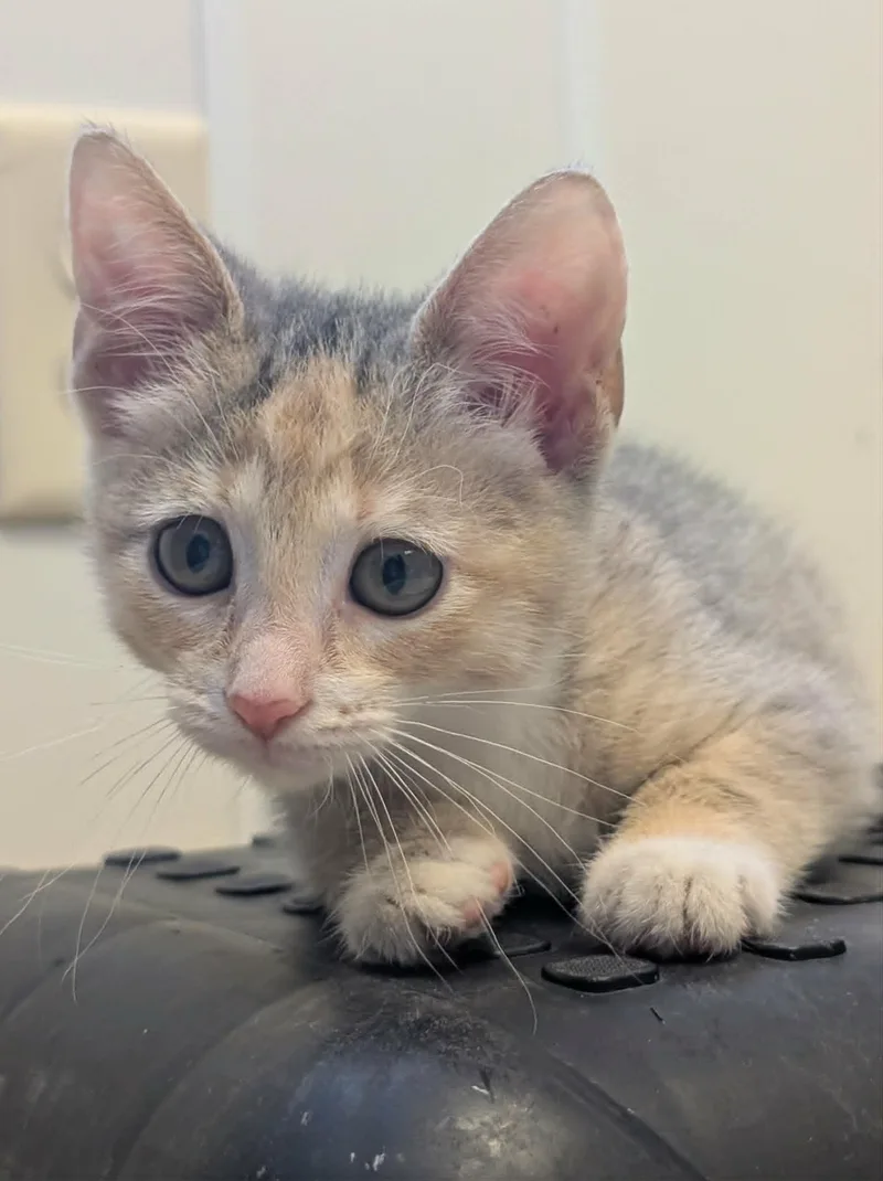 A young small-sized female Dilute Calico cat named Sosa for adoption in Waupun, WI