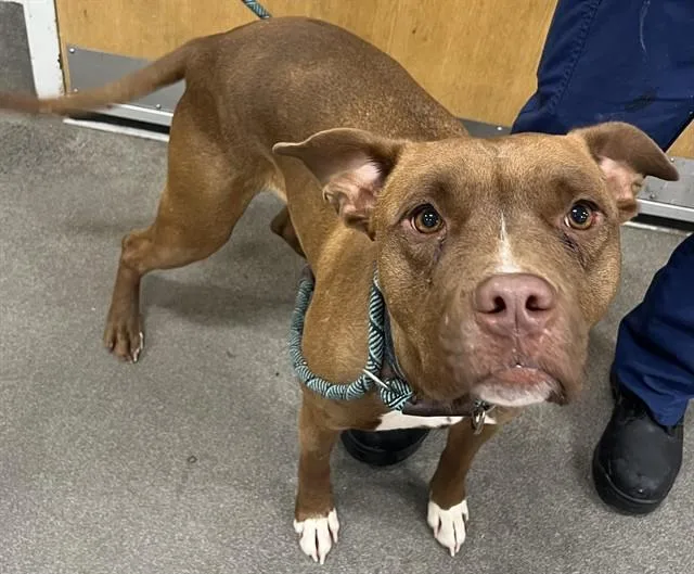 A young medium-sized female Pit Bull Terrier dog named Jumanji for adoption in Upper Marlboro, MD
