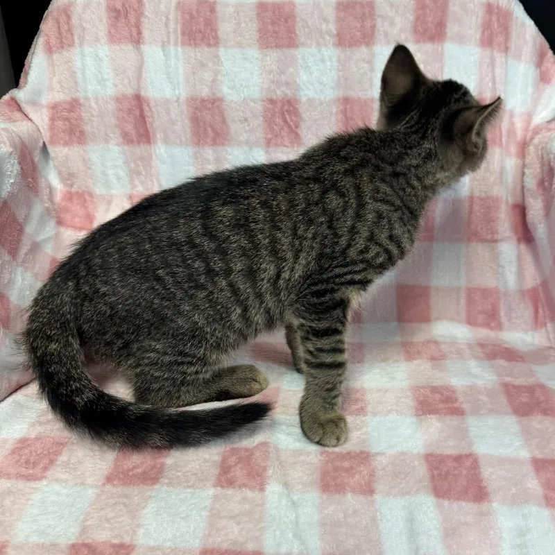 A baby small-sized male Brown / Chocolate Domestic Short Hair cat named Snoopy for adoption in Kittanning, PA