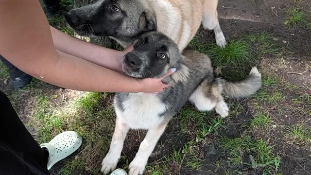 A young medium-sized male Siberian Husky dog named Pete for adoption in Garland, TX
