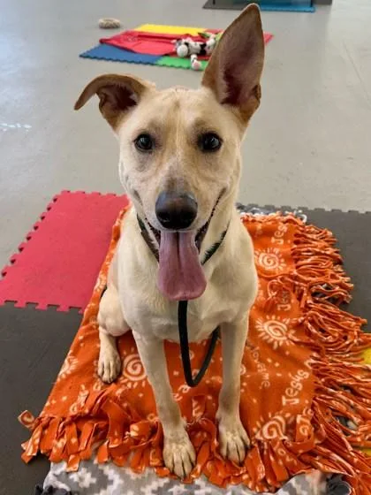 A young medium-sized male Greyhound dog named Bean for adoption in Bensalem, PA