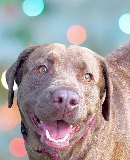 An adult medium-sized female Red / Chestnut / Orange Labrador Retriever dog named Dolly for adoption in Schaumburg, IL