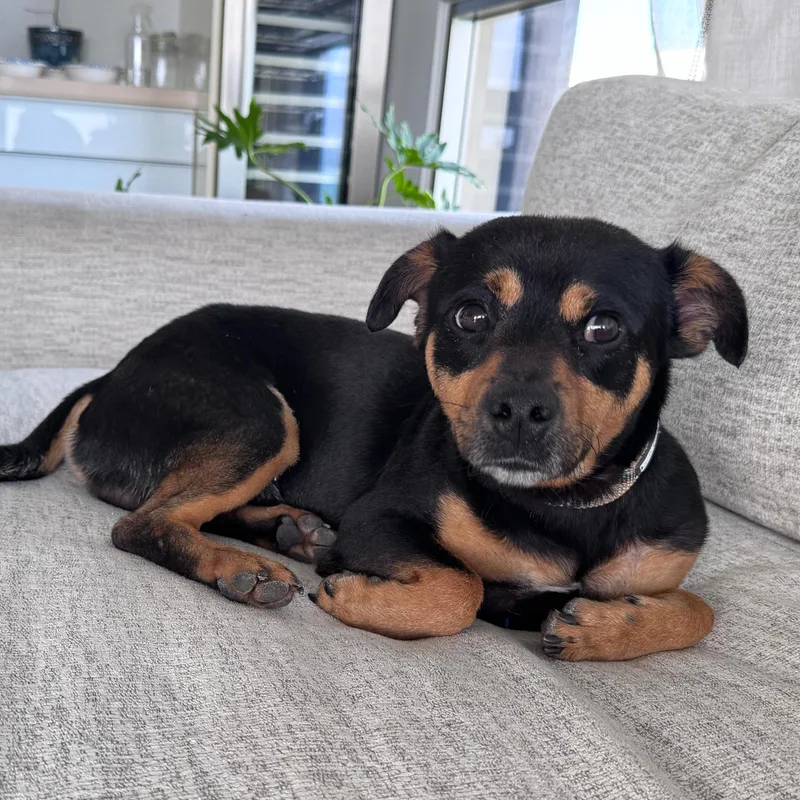 Tiny Tony  Mararoni thumbnail 5