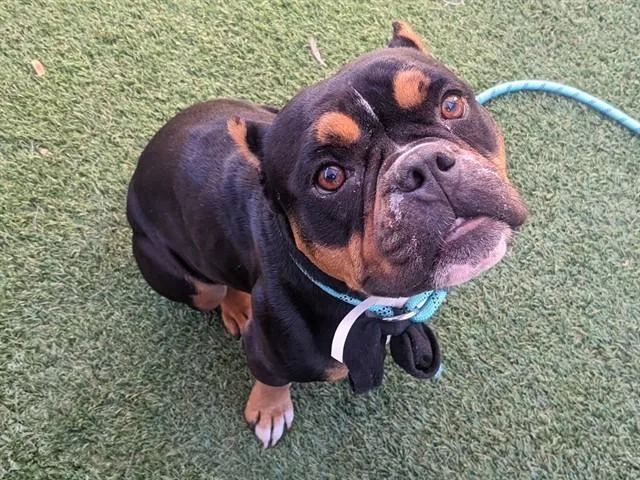 An adult large-sized female American Bulldog dog named Tallie for adoption in Phoenix, AZ