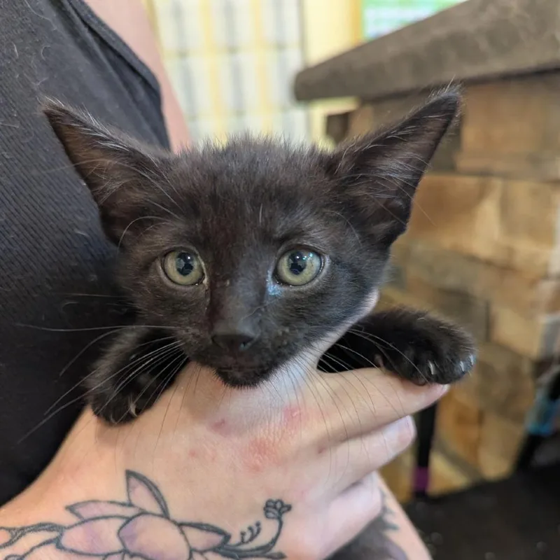 A baby small-sized male Black Domestic Short Hair cat named Period for adoption in Lynchburg, VA