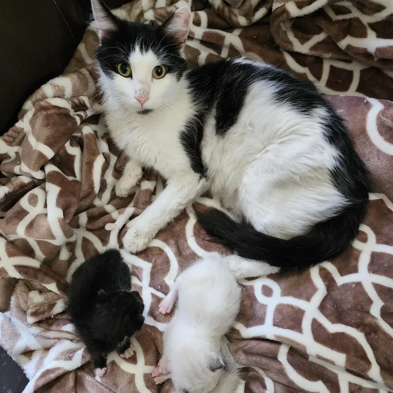 An adult small-sized female White Domestic Long Hair cat named Barbara for adoption in Las Vegas, NV
