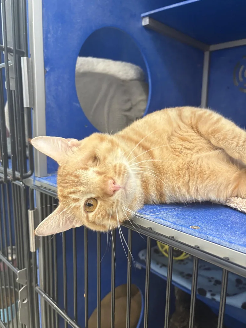 A young medium-sized male Tabby (Orange / Red) Tabby cat named Mike Tyson for adoption in Webster, WI