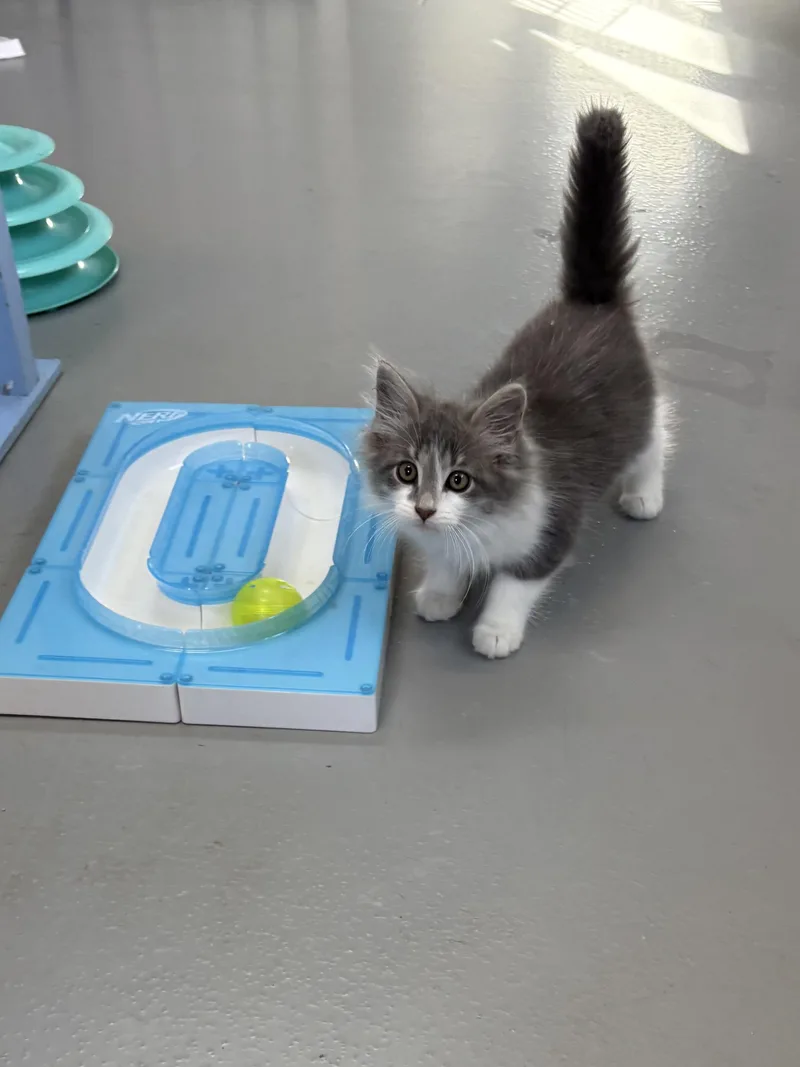 A young medium-sized male Domestic Long Hair cat named Viceroy for adoption in Big Rapids, MI