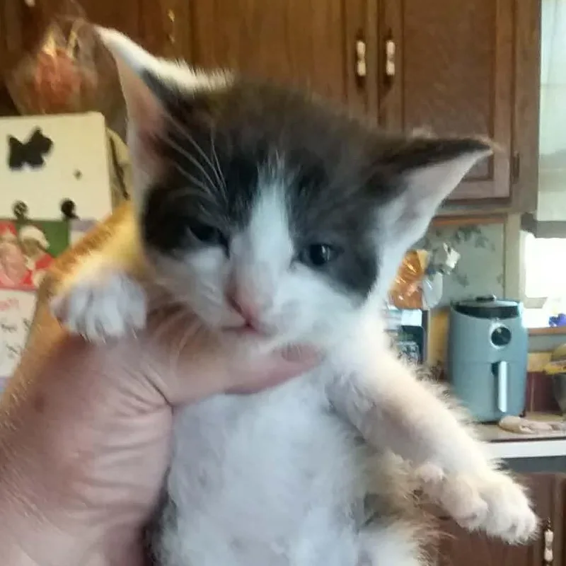 A baby small-sized female White Domestic Short Hair cat named Lacey for adoption in Brevard, NC