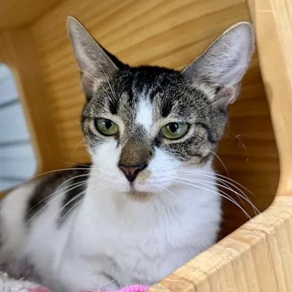 An adult small-sized female White Domestic Short Hair cat named Lily P for adoption in Atlanta, GA