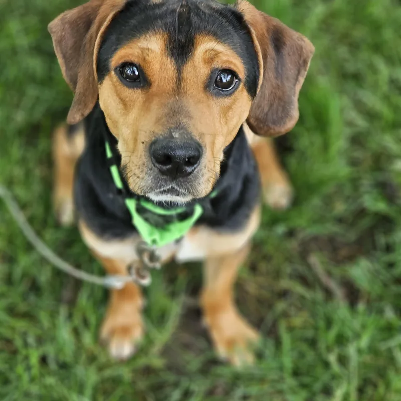A young medium-sized male Tricolor (Brown, Black, & White) Beagle dog named Waffles Springfield for adoption in O Fallon, IL