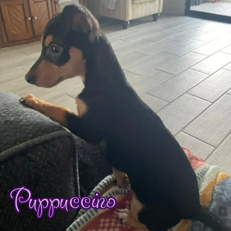A young medium-sized female Dachshund dog named Puppuccino Polly for adoption in San Antonio, TX