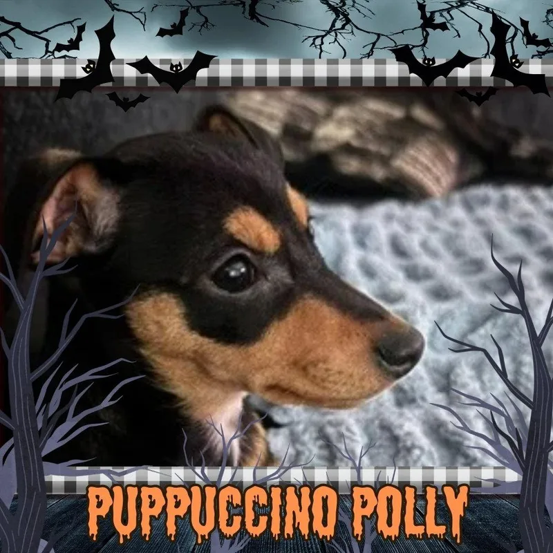Puppuccino Polly thumbnail 2