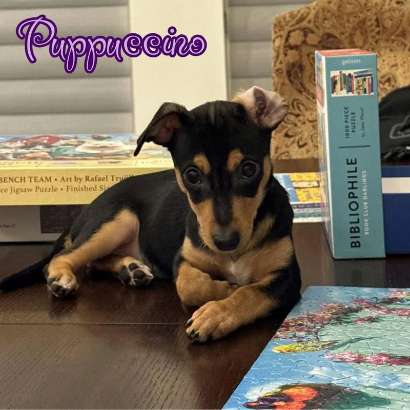 Puppuccino Polly thumbnail 3