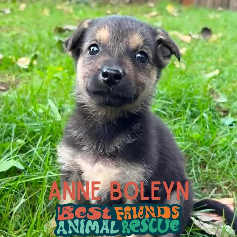 Anne Boleyn