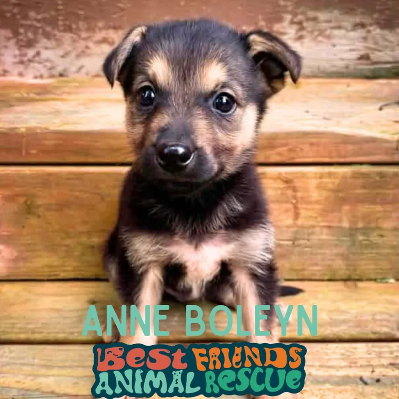 Anne Boleyn thumbnail 2