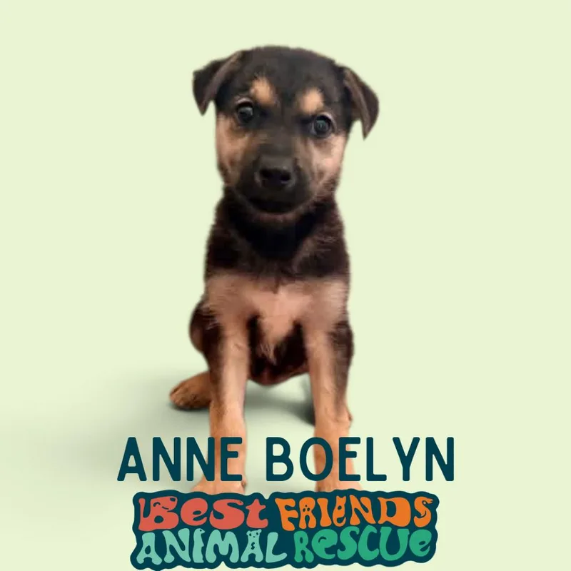 Anne Boleyn thumbnail 3