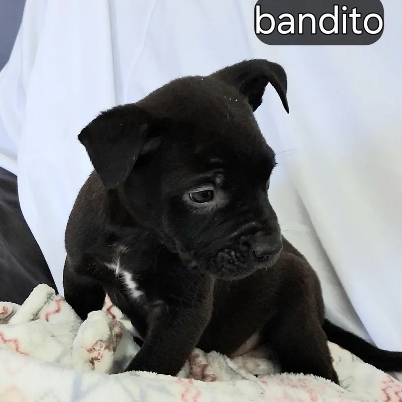 Bandito