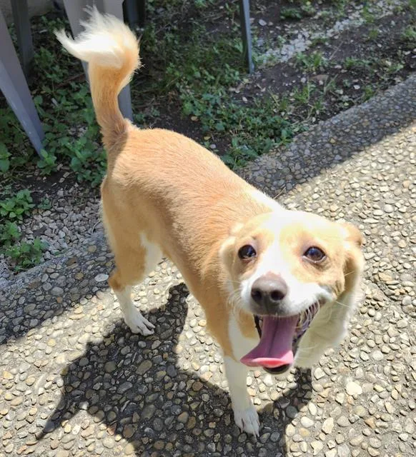 An adult small-sized female Terrier dog named Bella for adoption in San Antonio, TX